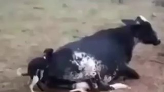 funny dog sex with cow