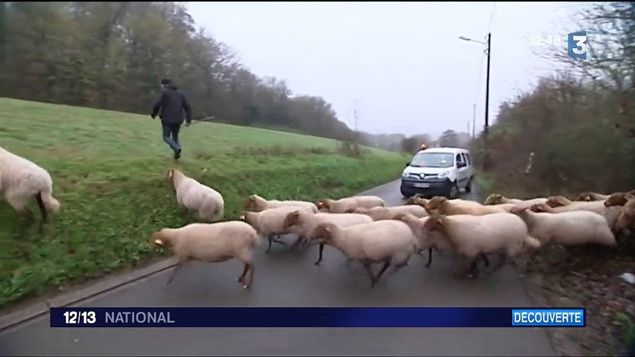 Normandie : la transhumance urbaine d'un berger et ses brebis