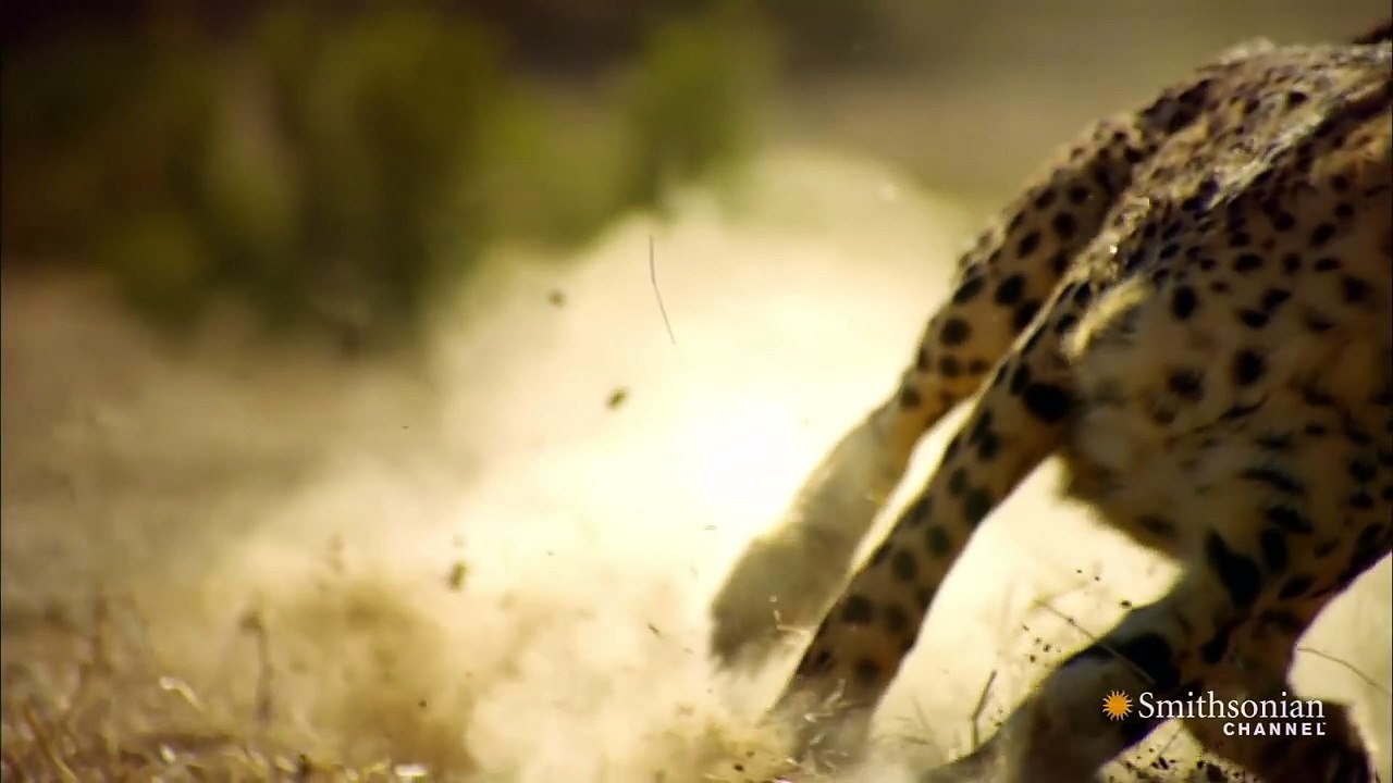 This Is Why You Can't Outrun a Cheetah