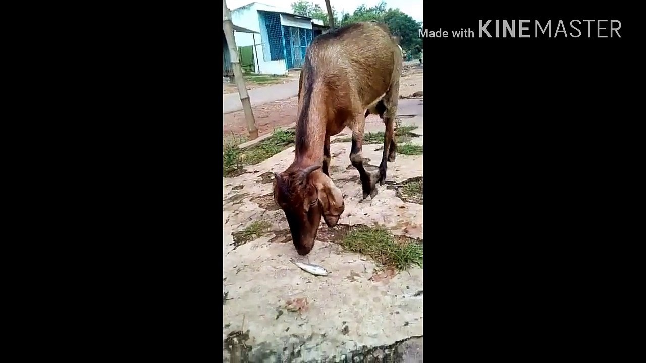 Goat eating fish