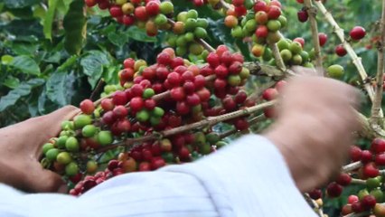 El grano de uno de los cafés más finos del mundo empieza a madurar