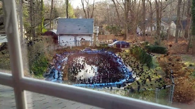 Invasion d'oiseaux dans son jardin