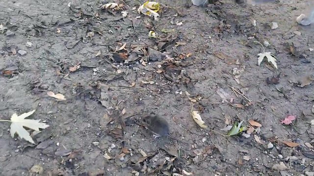 Une poule donne une leçon de chasse à un chat