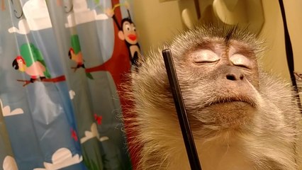 Monkey loves being groomed