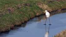 Une aigrette veut devenir reine de patinage