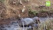 Un hippopotame sauve une antilope puis... la tue! Cruel.