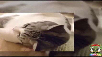 Funny Cats 2019 - So Cutest cats compilation in 2017 - CanhTube