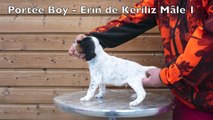 Portée Boy des Collines de l'Izars - Erin de Kériliz