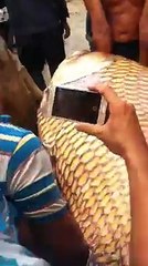 CÁ HÔ VẢY RỒNG  Ấp Phú Hòa. Xã An Phước, Mang Thích,Vĩnh Long Được người dân bắt MỜI BẠN Xem