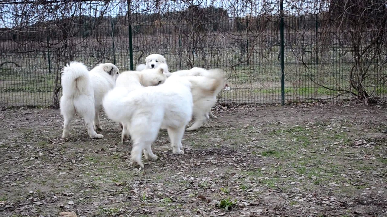 Jeunes chiens de montagne des pyrénées Patou LOF à la Plaine d'Astrée