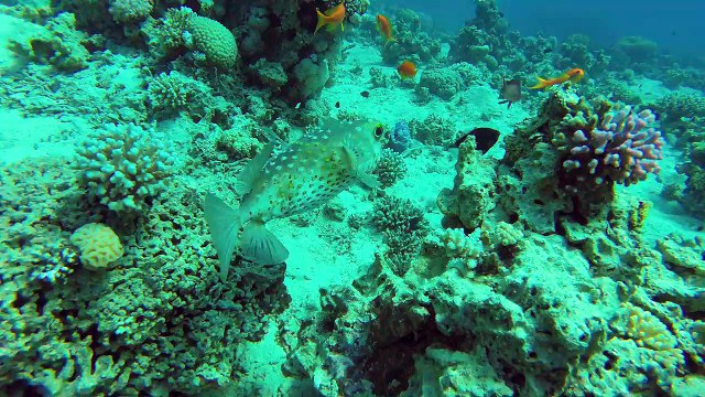 Balon balığı -Puffer fish