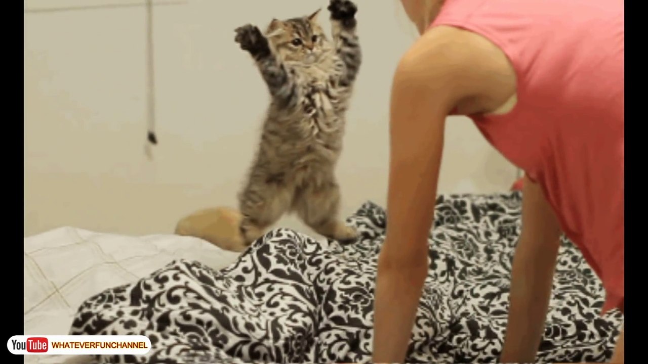 Funny Cats Video