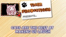 Cats are the best at making us laugh - Funny cat compilation