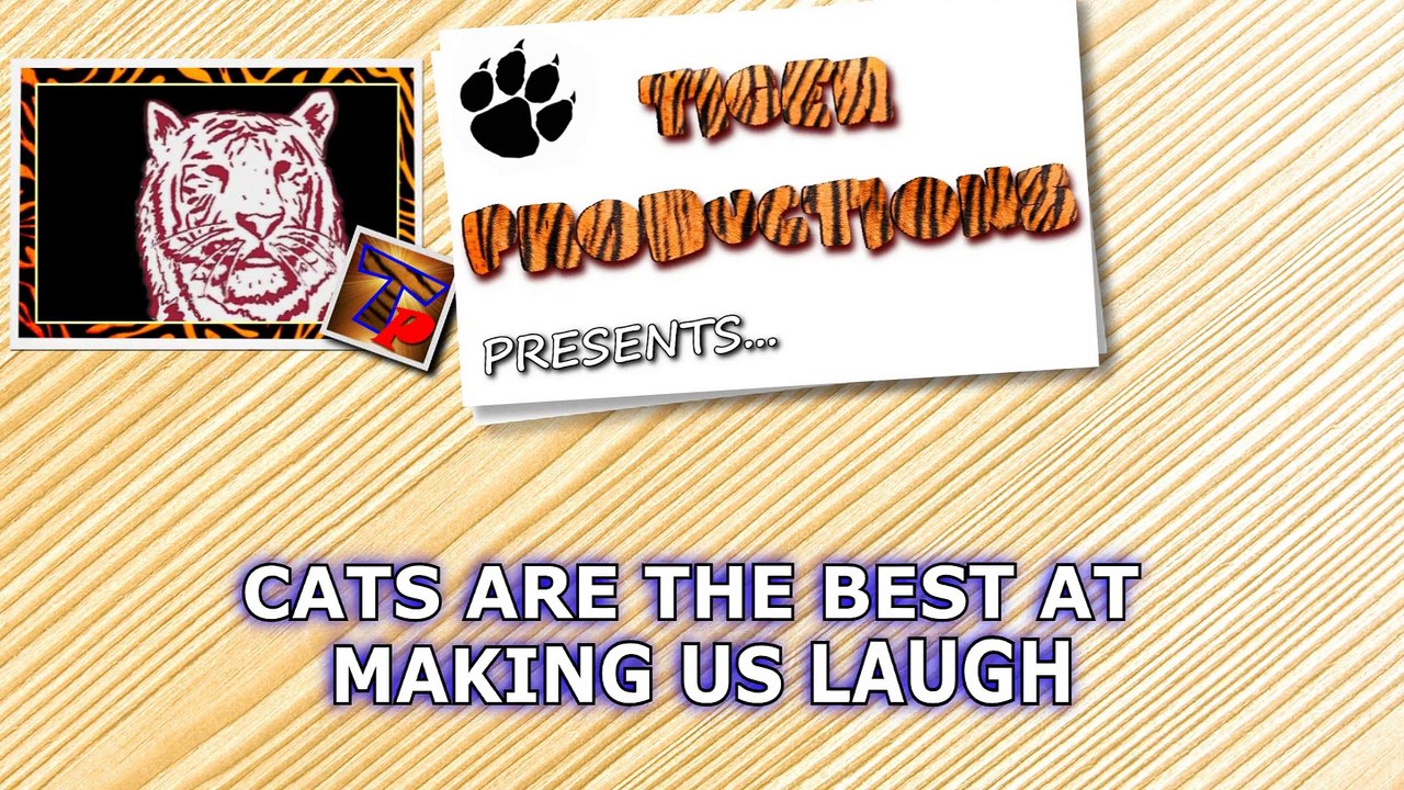 Cats are the best at making us laugh - Funny cat compilation