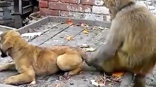 Monkey vs Dog __ funny video