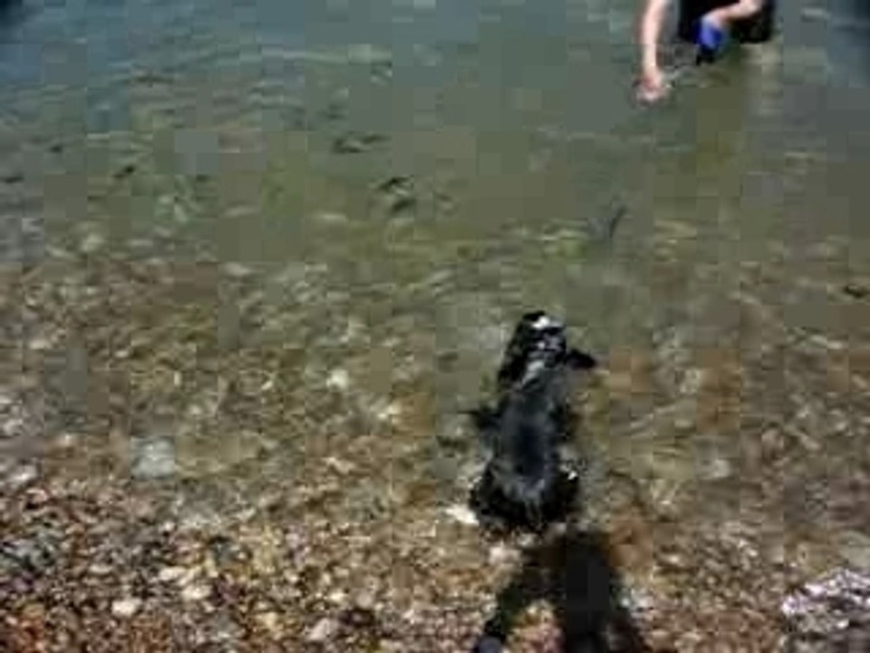 COYOTTE A LA MER