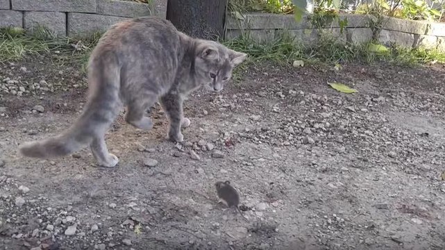 Un chat se fait voler sa souris