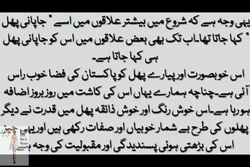 JAPANI PHAL ( Amlook ) k Health Banifits جاپانی پھل سے پیچیدہ امراض کا حیرت انگیز علاج-