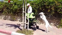 Funny Dogs Acting Like Humans Compilation