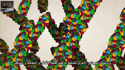 ما هو الجين ؟ - افضل شرح (مترجم)
