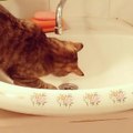 Cat tries to outsmart leaky bathroom faucet