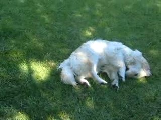 Vidéo Baloo + Téci film