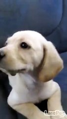 새끼 리트리버❤