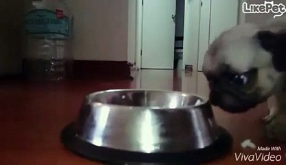 밥을 향해 달리는 새끼 강아지!❤