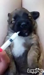 우유먹는 새끼강아지❤