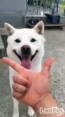 똑똑이 미륵이의 개인기! 브이~