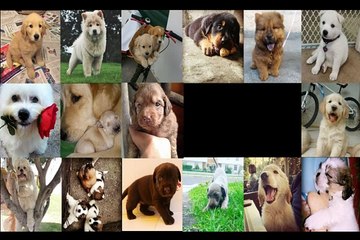 귀여운 동물 영상 모음❤