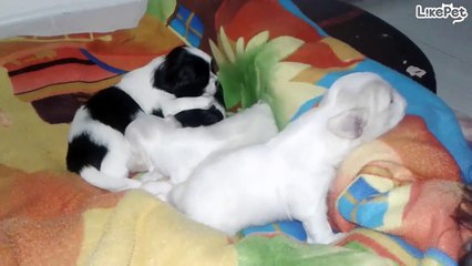 사랑스러운 아기 강아지들 모음 영상❤