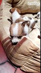 꼬물꼬물 새끼 강아지