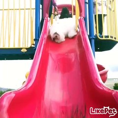 미끄럼 타는 강아지, 보셨나요?!