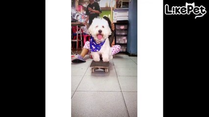 귀엽고 재밌는 동물 영상 모음❤