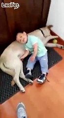 사이좋은 애기랑 리트리버❤