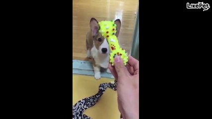 웃긴 강아지 영상 TOP7