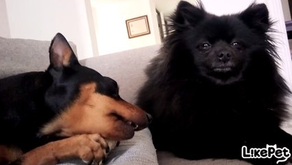 미안 친구야, 이건 내꺼야!