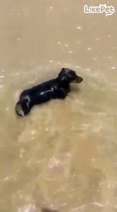 파도 타는 닥스훈트