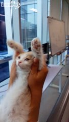 고양이 팔을 흔들흔들