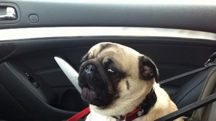 Dog loses it after finding out he's at pet store