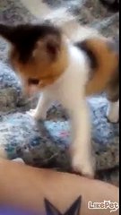 까불이 아기 고양이