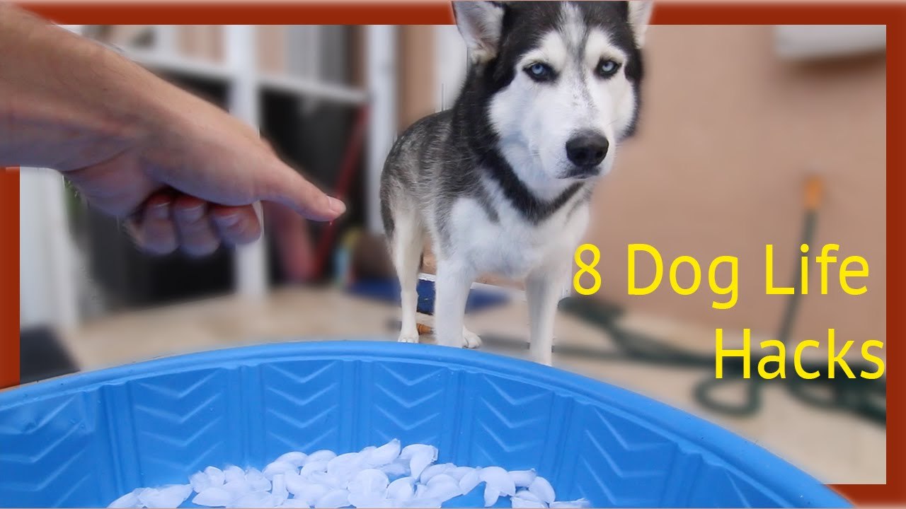 8 Simple Life Hacks for Your Dog   Crazy Russian Hacker