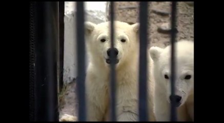 クラスノヤルスク動物園で保護された野生孤児のオーロラとヴィクトリア