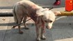 Anjing dipanah di dada diselamatkan oleh penampungan hewan - Tomonews