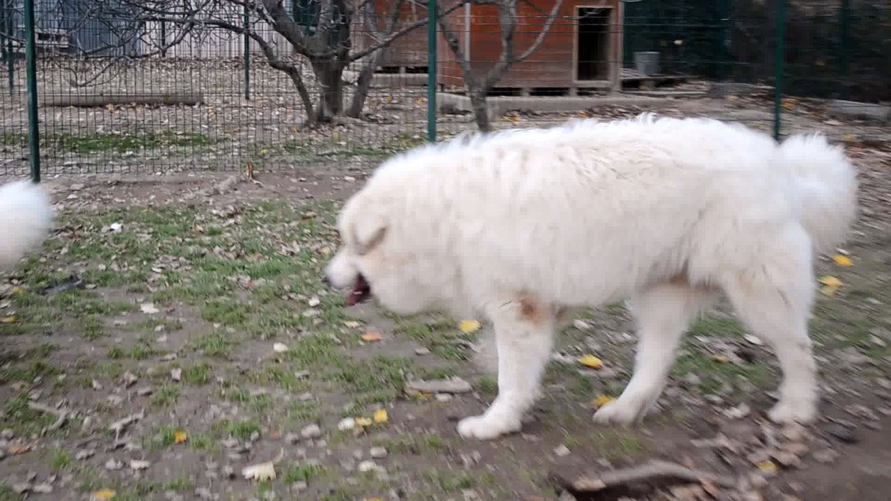 Jeunes Patou chien de montagne des pyrénées LOF à la Plaine d'Astrée