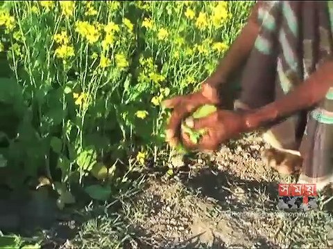 কিশোরগঞ্জে জনপ্রিয় হয়ে উঠছে সরিষার আবাদ