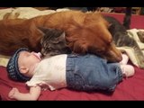 Babies and Animals Sleeping Together Compilation 2016