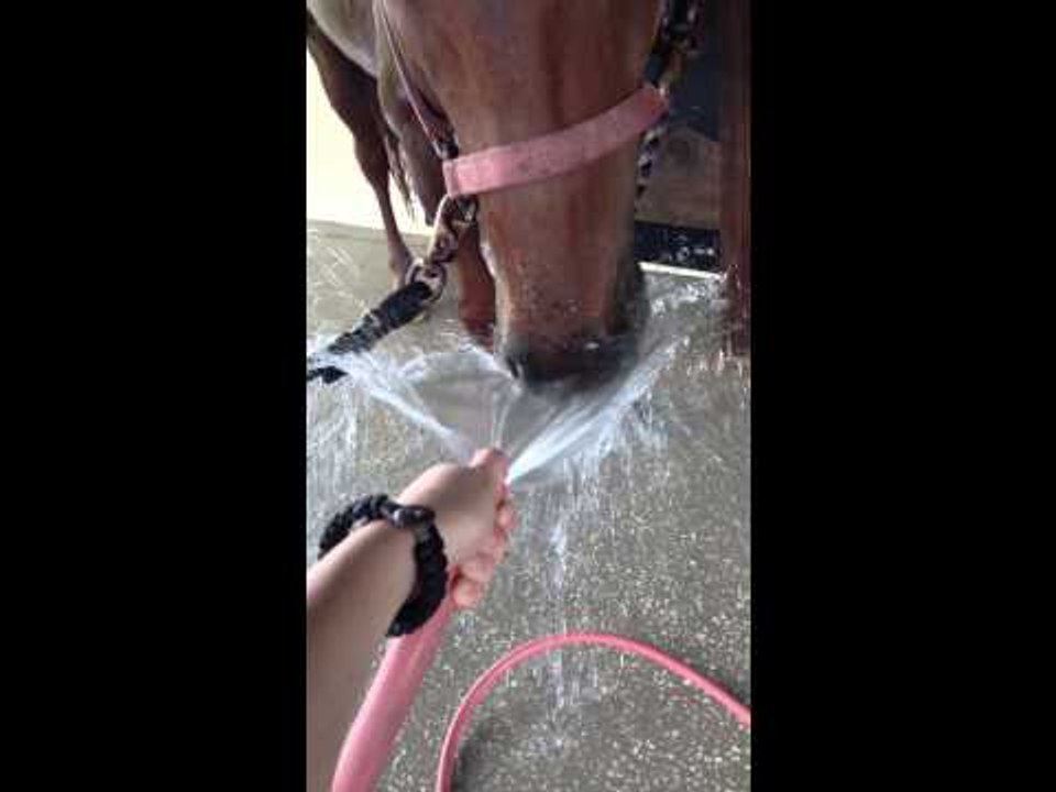 Horse vs Hose