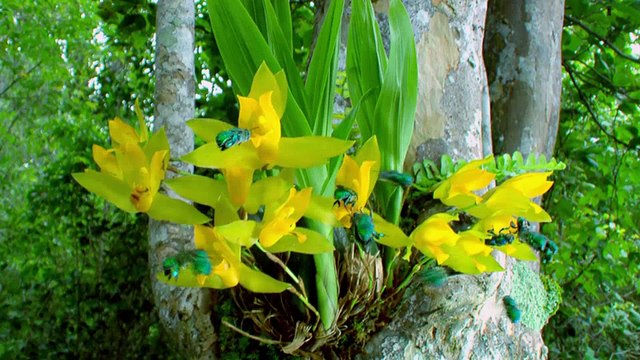 Die Tricks der Pflanzen - 2v2 - Geniale Verführungen - by ARTBLOOD